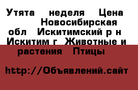 Утята (1 неделя) › Цена ­ 250 - Новосибирская обл., Искитимский р-н, Искитим г. Животные и растения » Птицы   